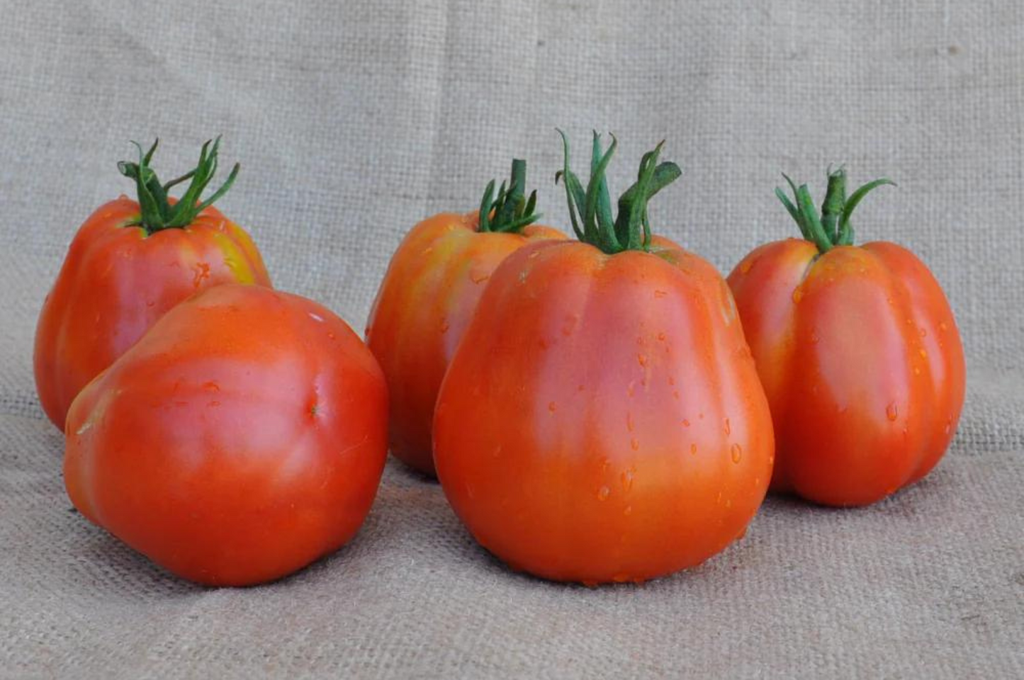 BATTICUORE F1 INDETERMINATE TOMATO SEEDS OXHEART TYPE | Smarties.bio