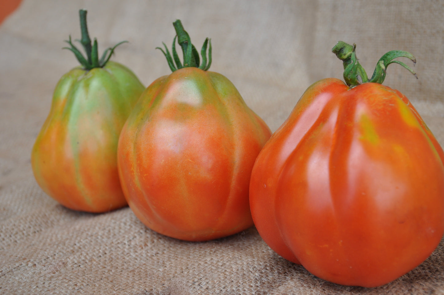 BATTICUORE F1 INDETERMINATE TOMATO SEEDS OXHEART TYPE | Smarties.bio