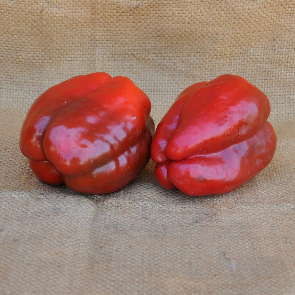 ARNOLD RED SWEET PEPPER SEEDS | Smarties.bio