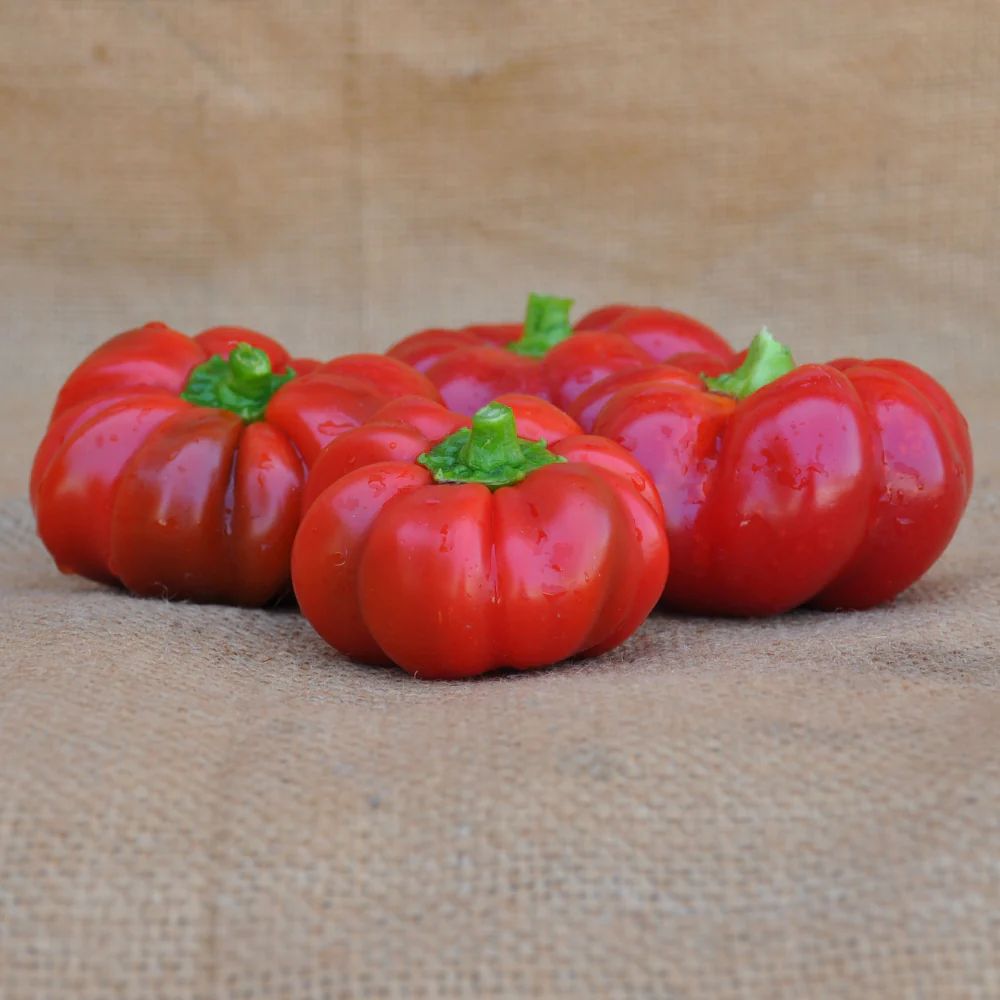 RED SWEET PEPPER TOPEPO ROSSO SEEDS | Smarties.bio