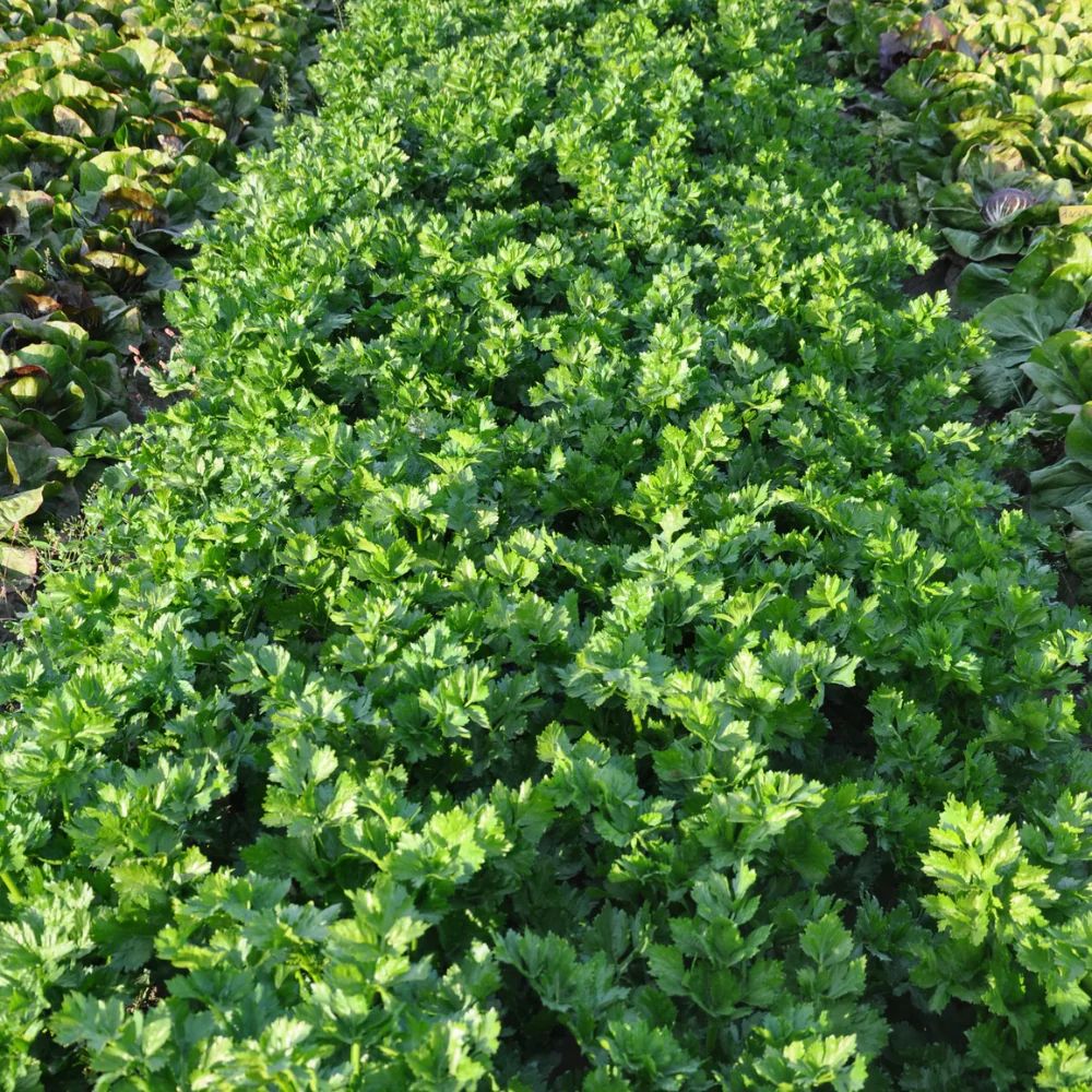 BECANOTTO GREEN CELERY SEEDS | Smarties.bio