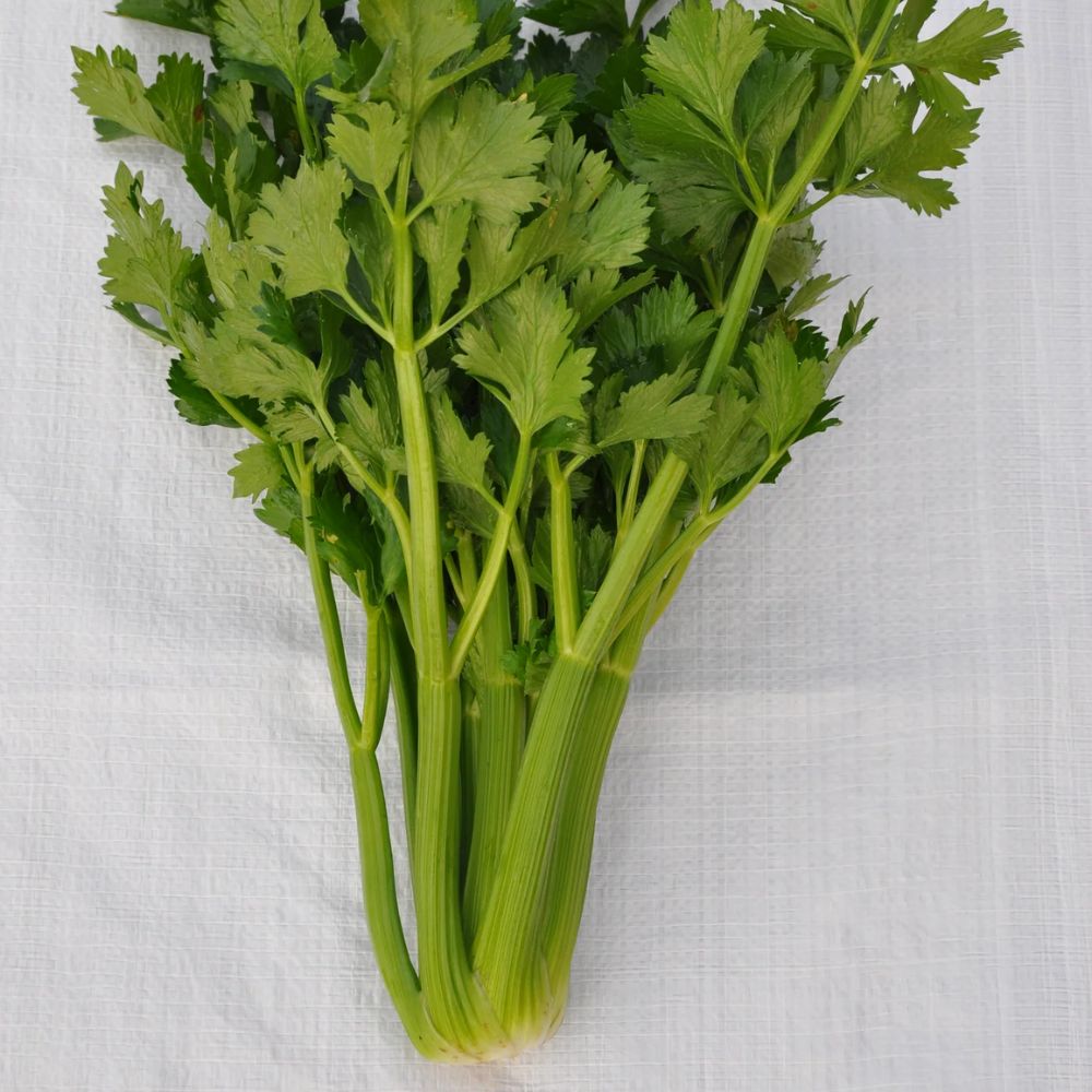 CHIOGGIOTTO GREEN CELERY SEEDS | Smarties.bio