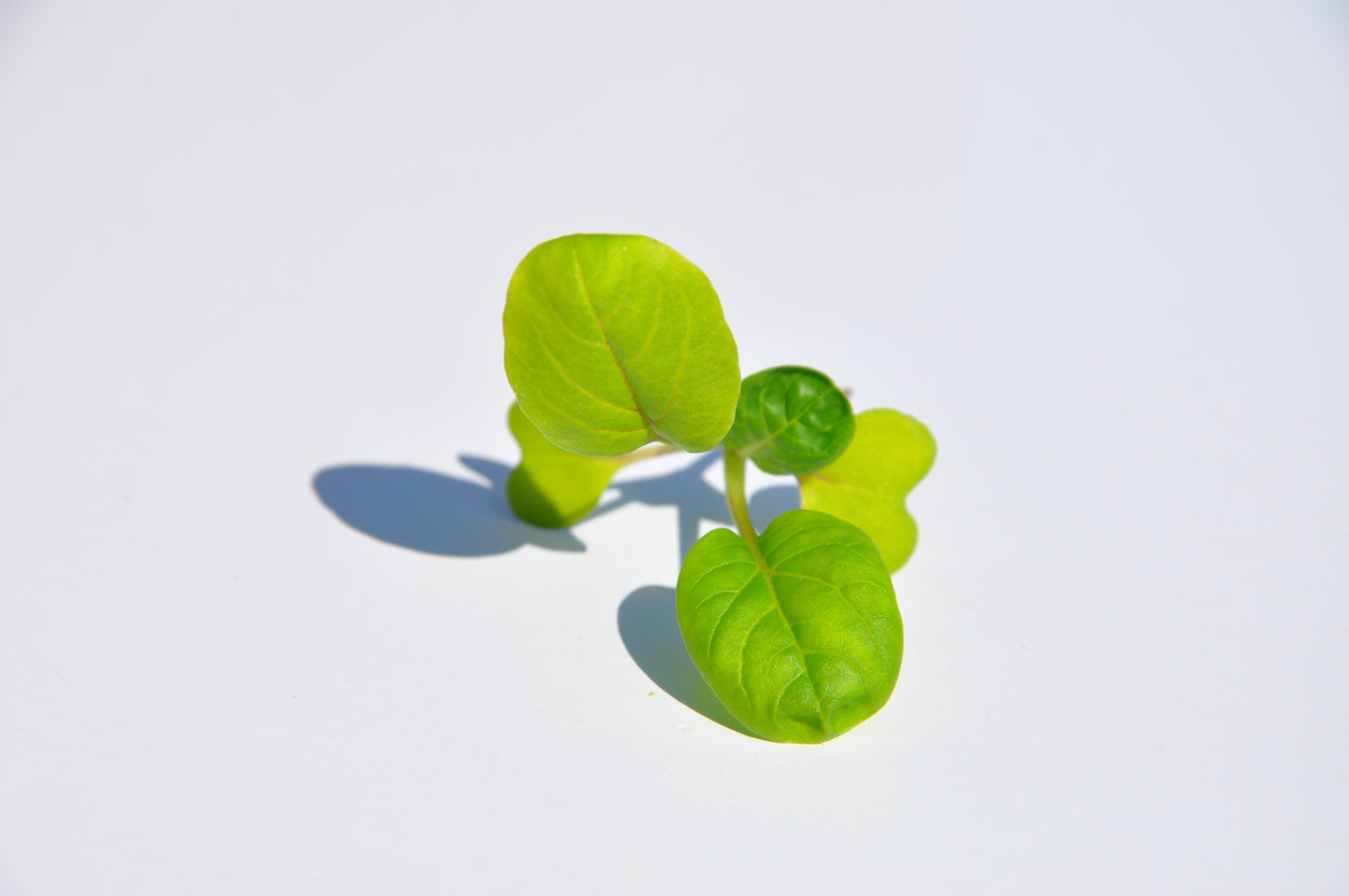 #SM4.62 TATSOI SEEDS | Smarties.bio