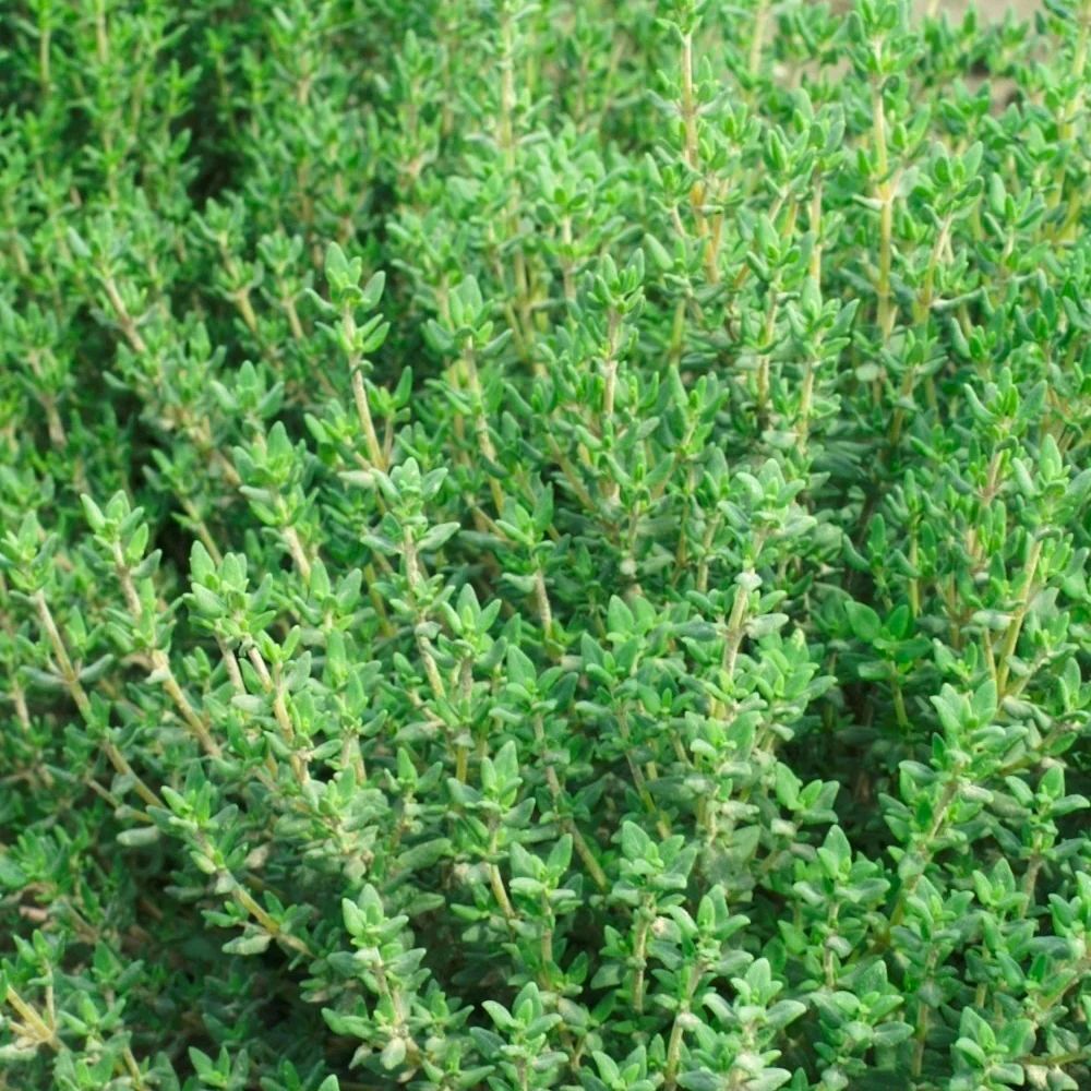 #SM4.91 WINTER THYME SEEDS | Smarties.bio