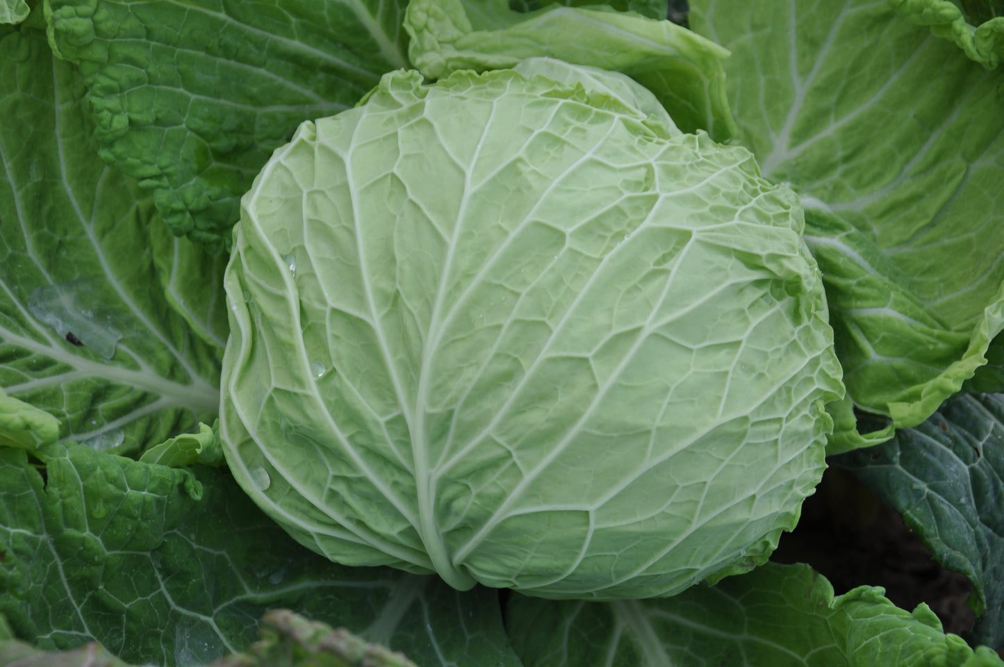 VERZA MARINANTA ex XS184 SAVOY CABBAGE SEEDS | Smarties.bio