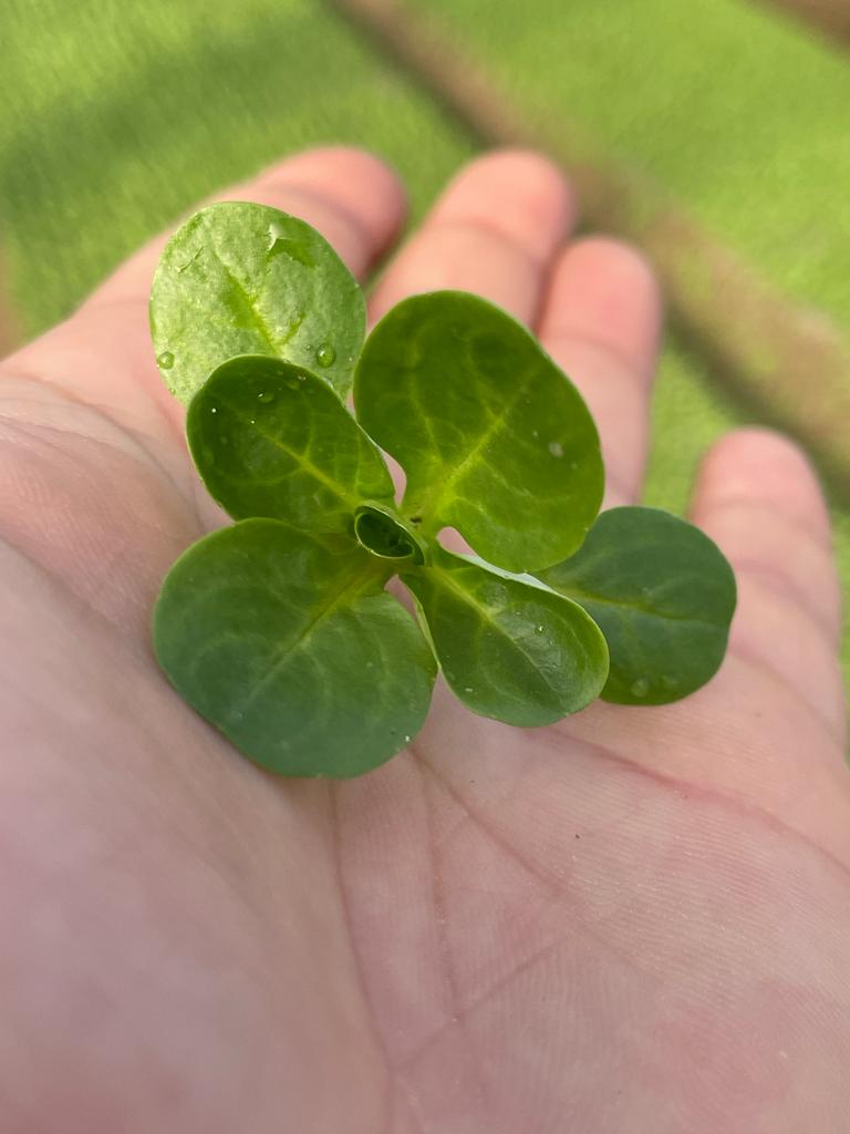 XS113 CORN SALAD SEEDS | Smarties.bio