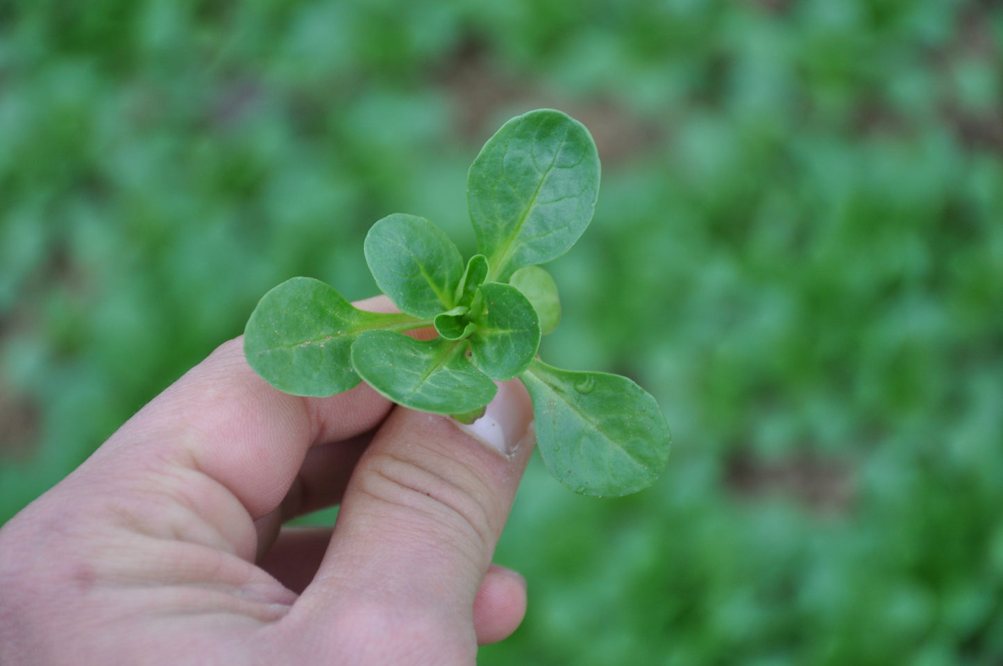 XS114 CORN SALAD SEEDS | Smarties.bio