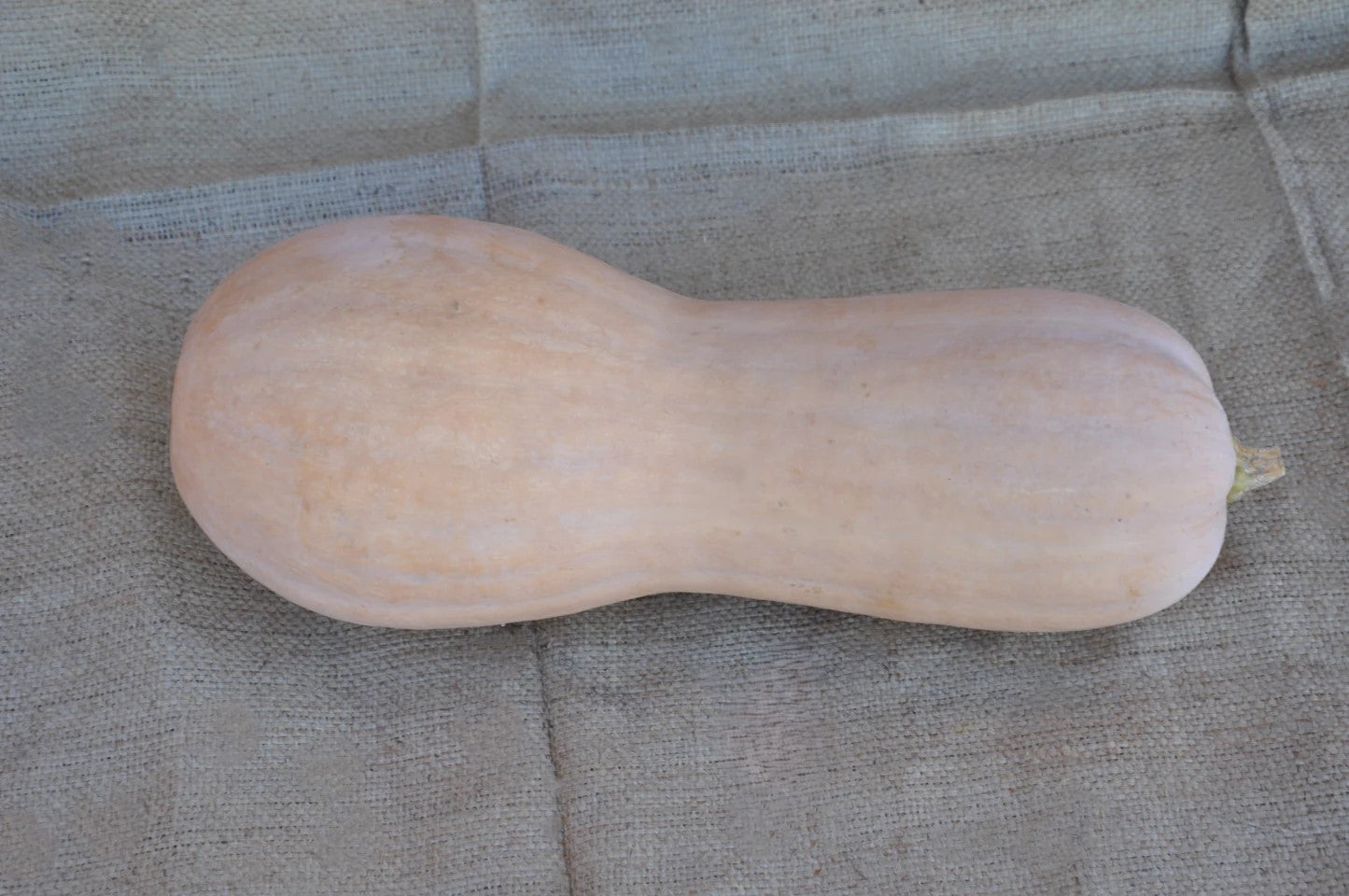 SEMI DI ZUCCA VIOLINA LISCIA CMO14