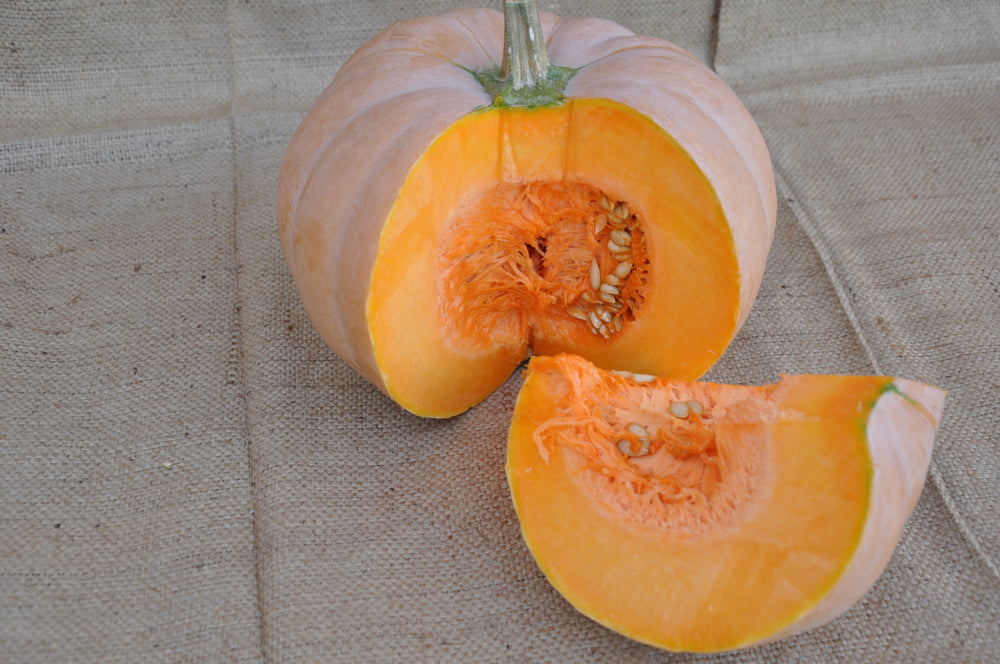 XS112 ROUNDED BUTTERNUT SQUASH SEEDS | smarties.bio