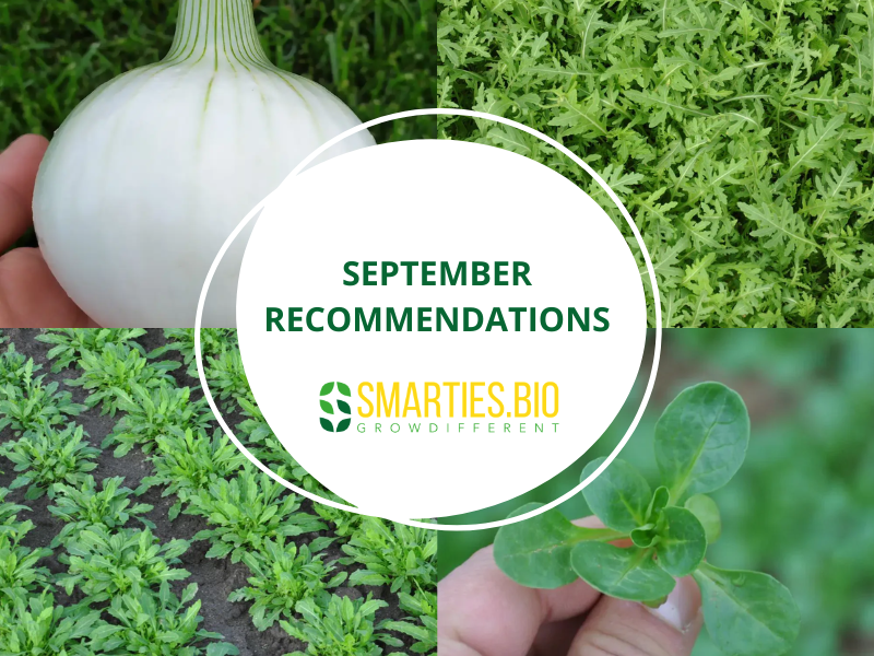 September Recommendations
