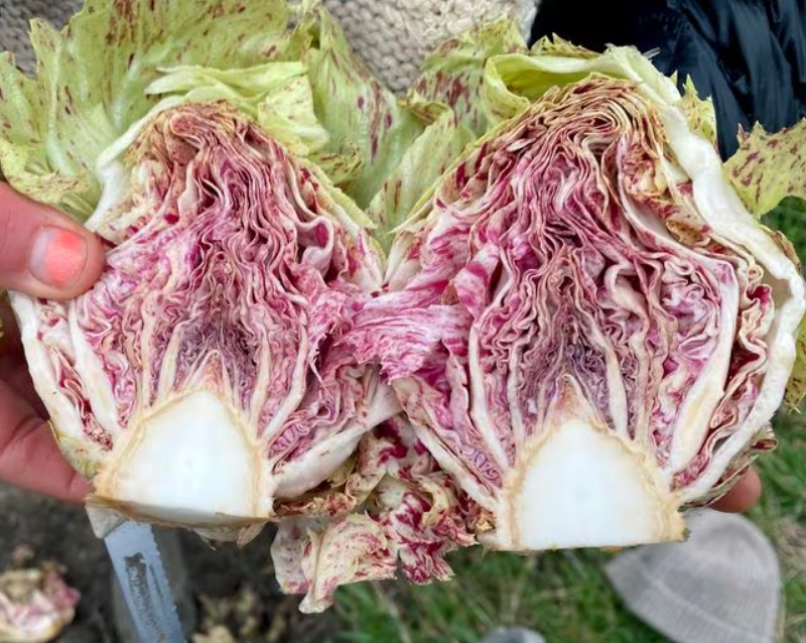 The Italian Passion for Radicchio Lands in America: An Interview with Smarties.bio