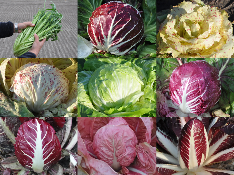 The Smarties.bio Radicchio range: innovation and biodiversity