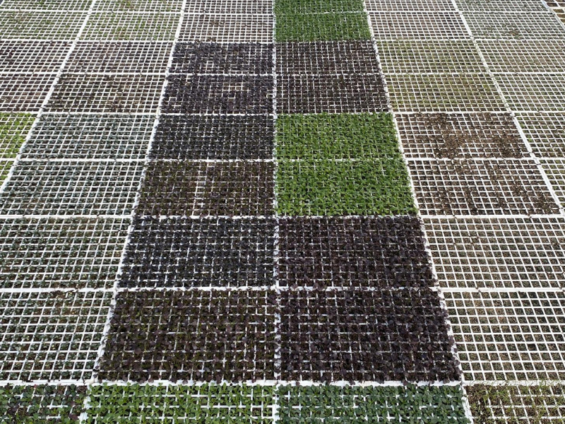 Nursery Sowing Guide: The Basics for Growing Healthy and Vigorous Seedlings