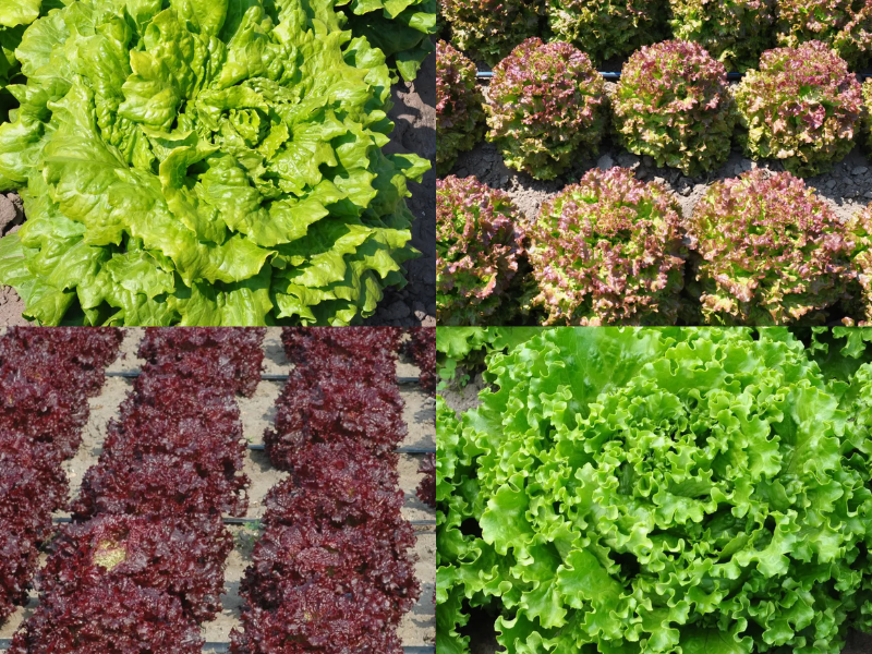 The Smarties.bio Lettuce Range Expands: Discover Myrtha and Maddalena, the New Additions to the Collection