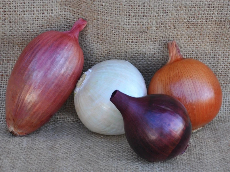 Safeguarding traditional onions: recovering local varieties to improve seed quality and preserve biodiversity
