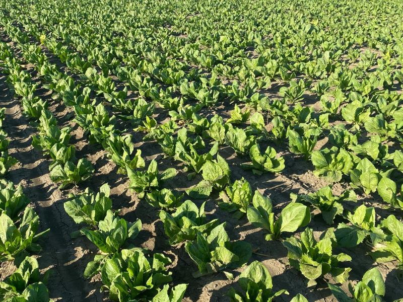 Late July: The Last Opportunity to Sow Cicoria and Radicchio Tardivo Varieties