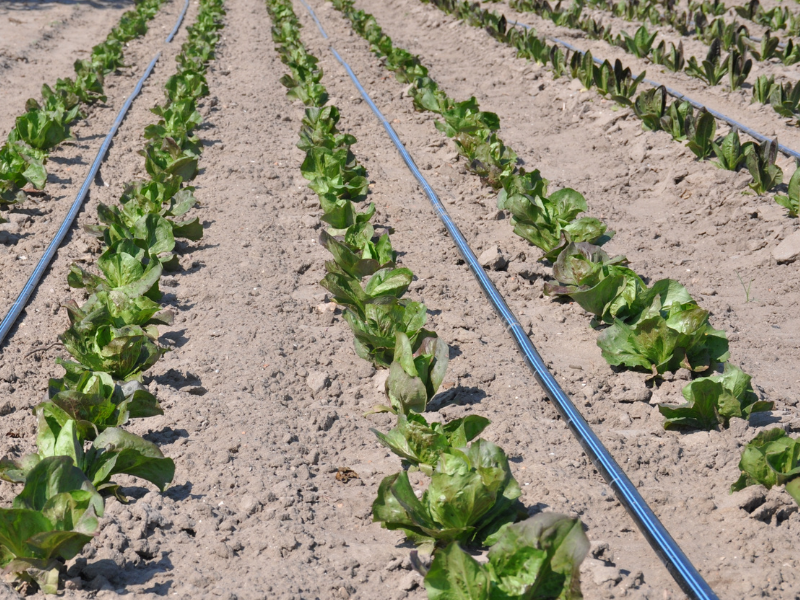 How to Grow Radicchio: A Complete Guide to have High-Quality Harvests