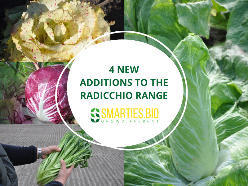 The new Smarties.bio radicchios: genetic innovation and sustainable vision