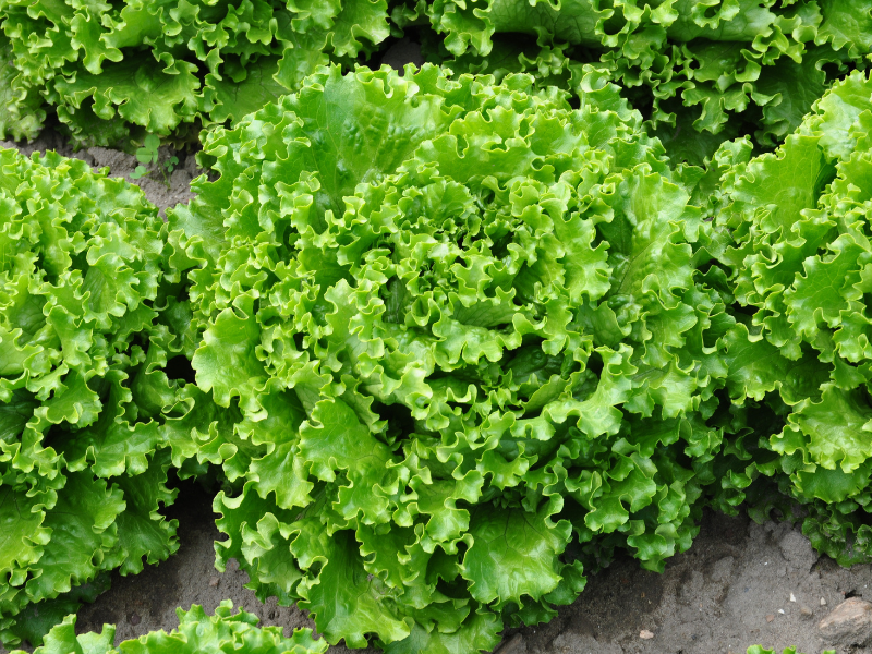 ALBASCURA: the new lettuce by Smarties.bio combining quality and innovation
