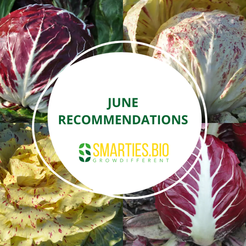 June Recommendations
