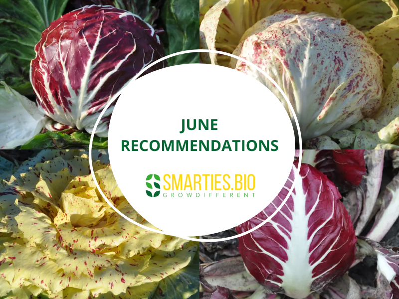 June Recommendations