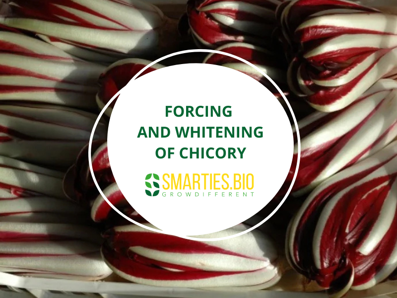 Forcing and Whitening of Chicory