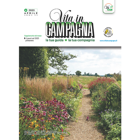 Radicchios, variously colored vegetables with a bittersweet flavor