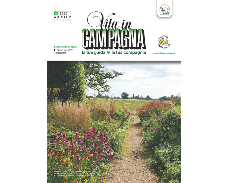 Radicchios, variously colored vegetables with a bittersweet flavor