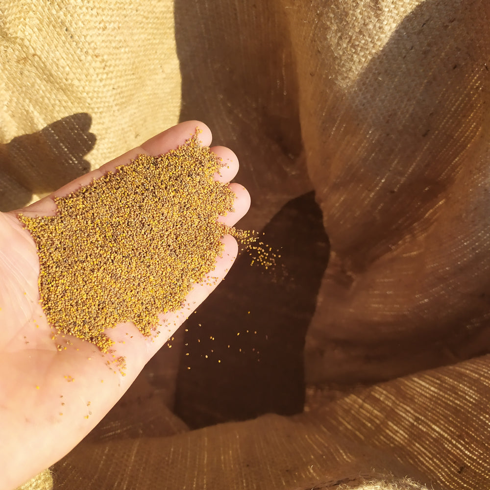Organic Seeds tailored for your farm