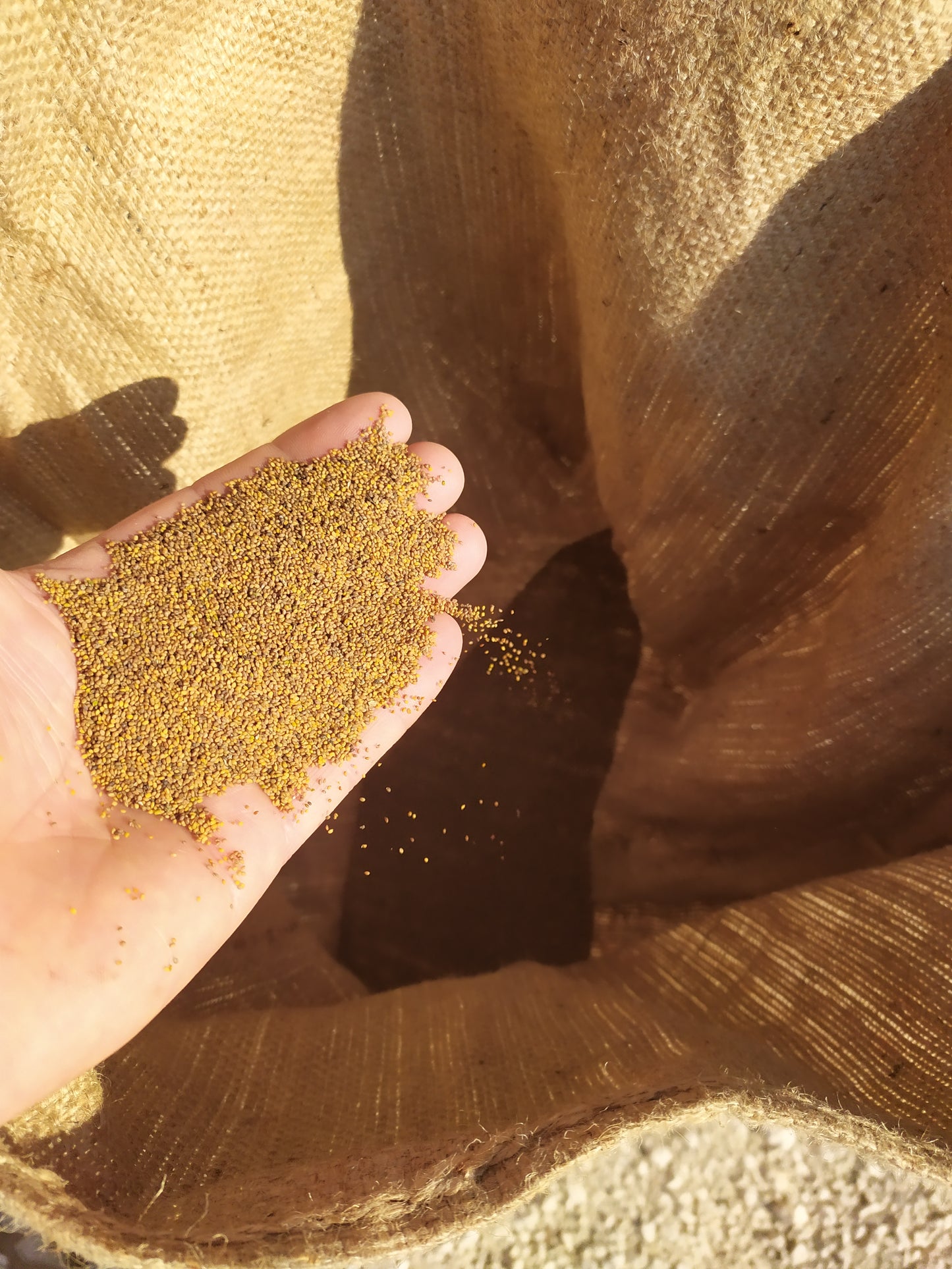 Organic Seeds tailored for your farm