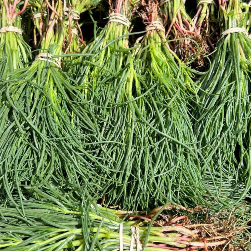 XS317 AGRETTI SEEDS | Smarties.bio