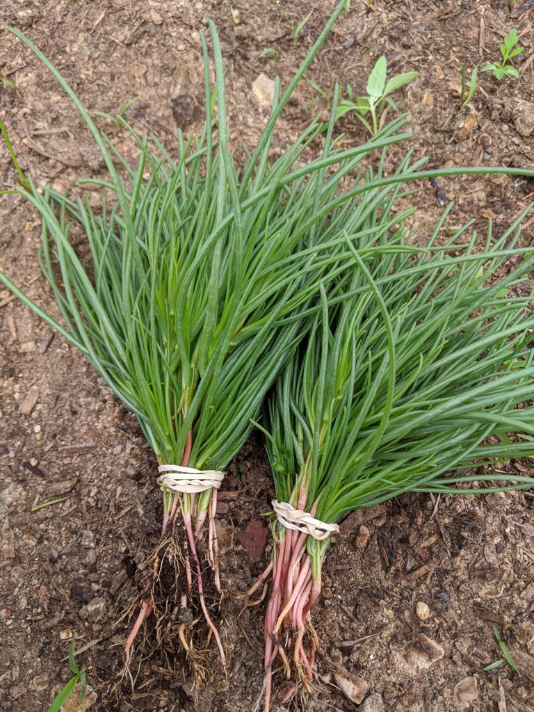 XS317 AGRETTI SEEDS | Smarties.bio