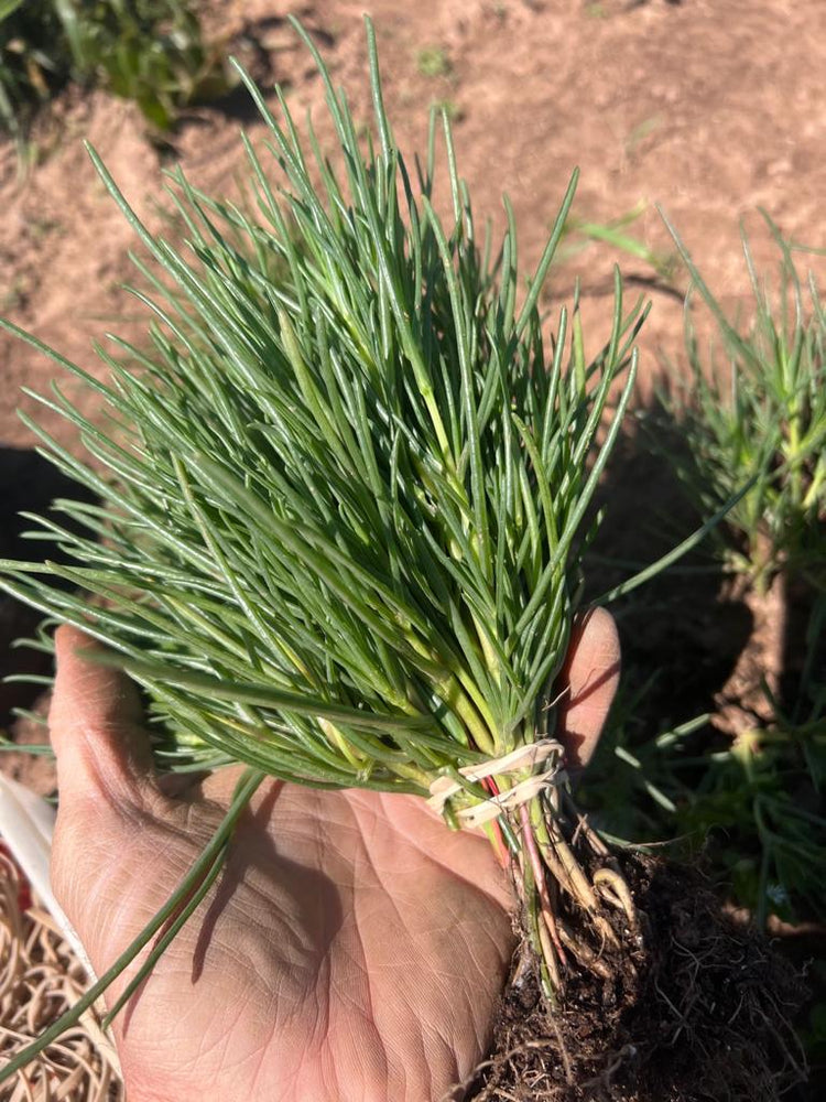 
                      
                        XS317 AGRETTI SEEDS | Smarties.bio
                      
                    