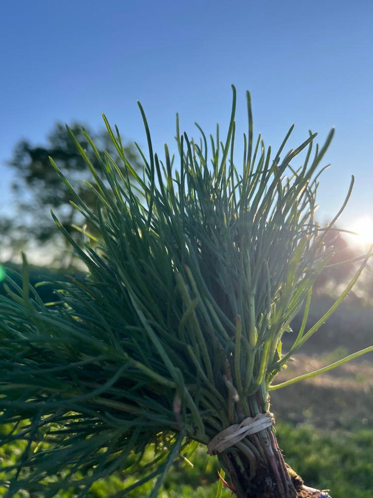 
                      
                        XS317 AGRETTI SEEDS
                      
                    