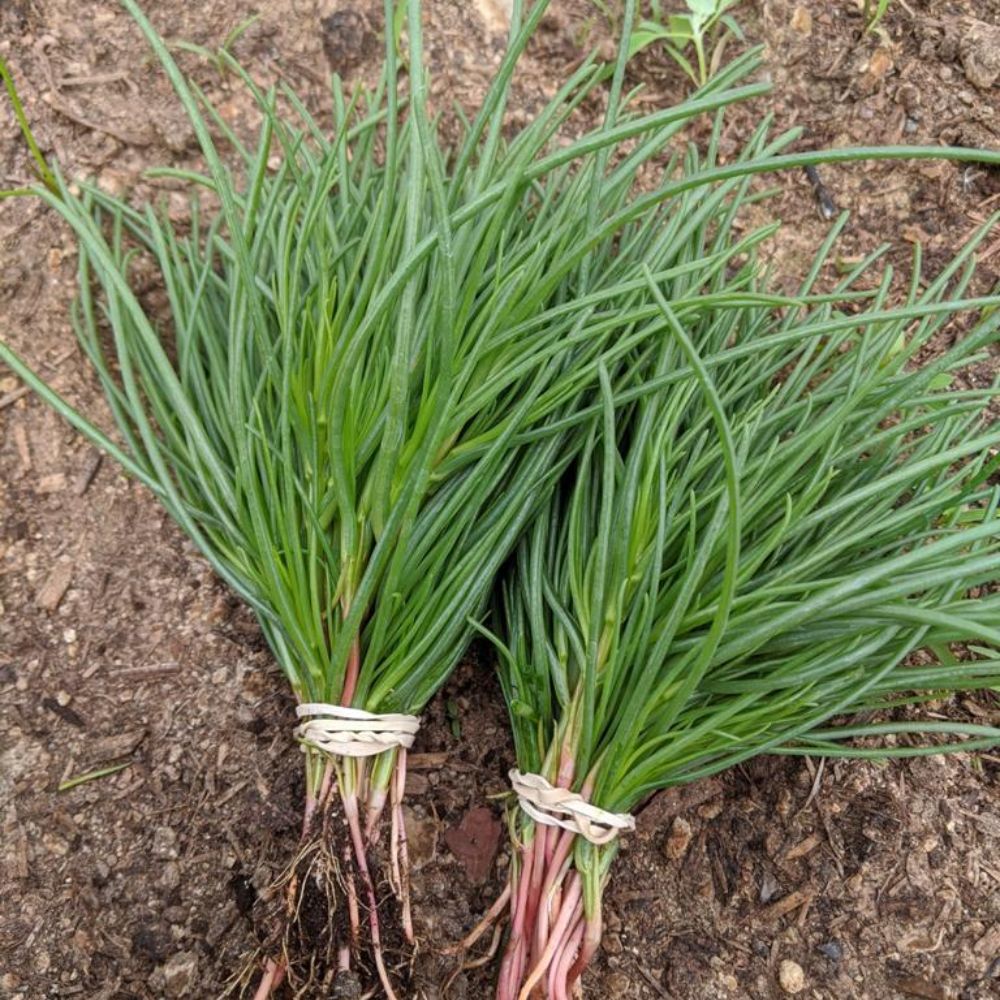 XS317 AGRETTI SEEDS | Smarties.bio