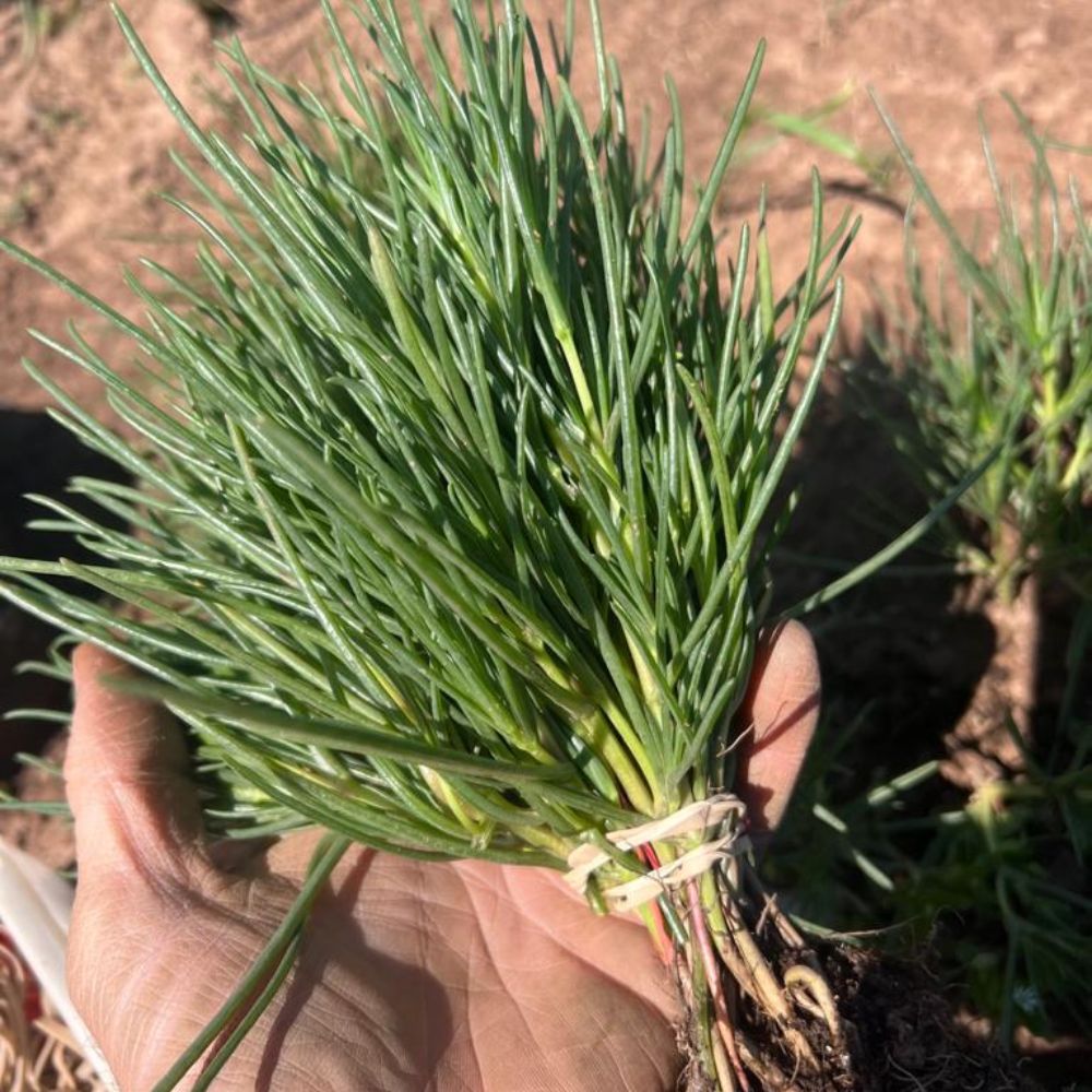 
                      
                        XS317 AGRETTI SEEDS | Smarties.bio
                      
                    