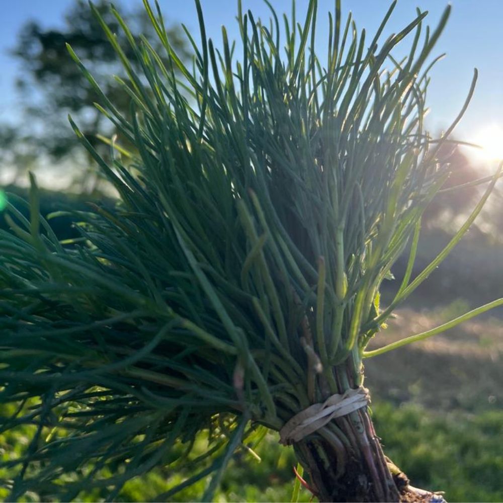 
                      
                        XS317 AGRETTI SEEDS | Smarties.bio
                      
                    