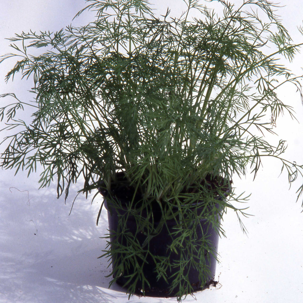 #SM4.79 DILL SEEDS | Smarties.bio