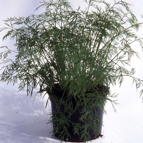 #SM4.79 DILL SEEDS | Smarties.bio