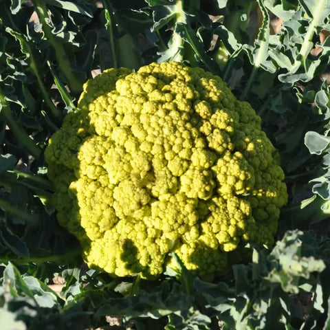 INGAUNO ALBENGA BROCCOLI SEEDS | Smarties.bio