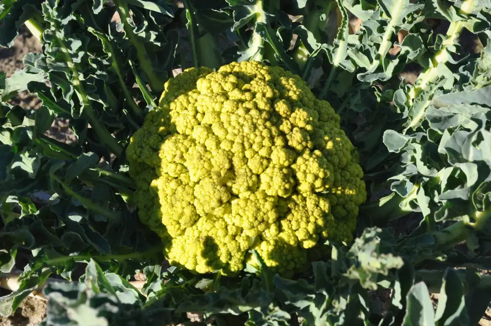 INGAUNO ALBENGA BROCCOLI SEEDS | Smarties.bio