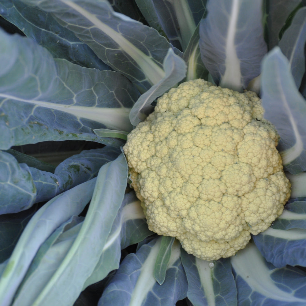 BONORIVO ex XS140 BROCCOLO DI BASSANO SEEDS