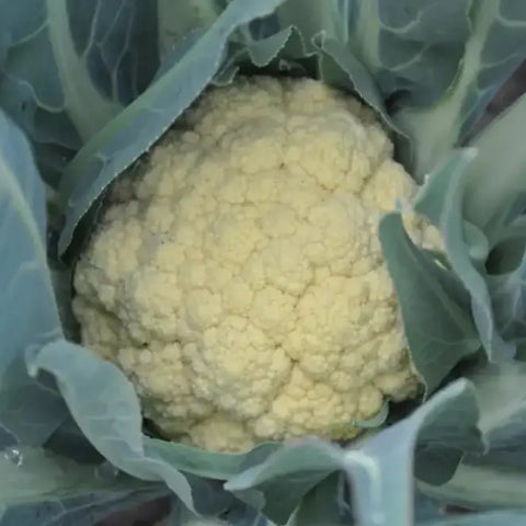 BONORIVO ex XS140 BROCCOLO DI BASSANO SEEDS | Smarties.bio