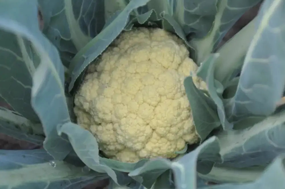 BONORIVO ex XS140 BROCCOLO DI BASSANO SEEDS | Smarties.bio