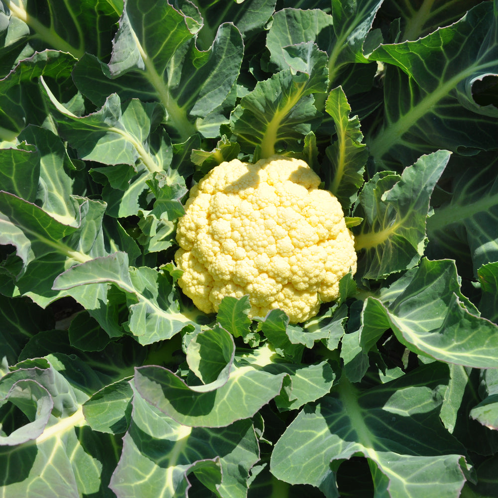 MARZOLINO ex XS141 BROCCOLO DI BASSANO SEEDS