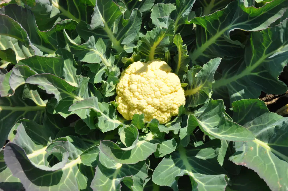 MARZOLINO ex XS141 BROCCOLO DI BASSANO SEEDS | Smarties.bio