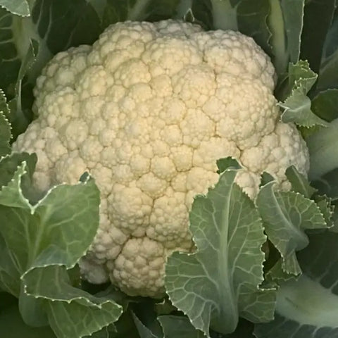 MARZOLINO ex XS141 BROCCOLO DI BASSANO SEEDS | Smarties.bio