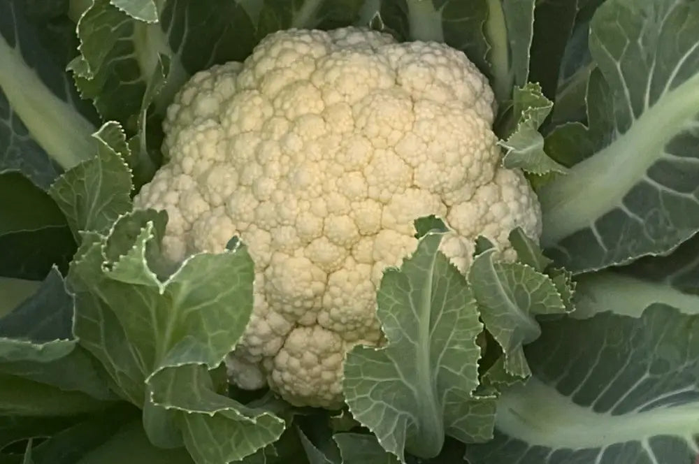MARZOLINO ex XS141 BROCCOLO DI BASSANO SEEDS | Smarties.bio