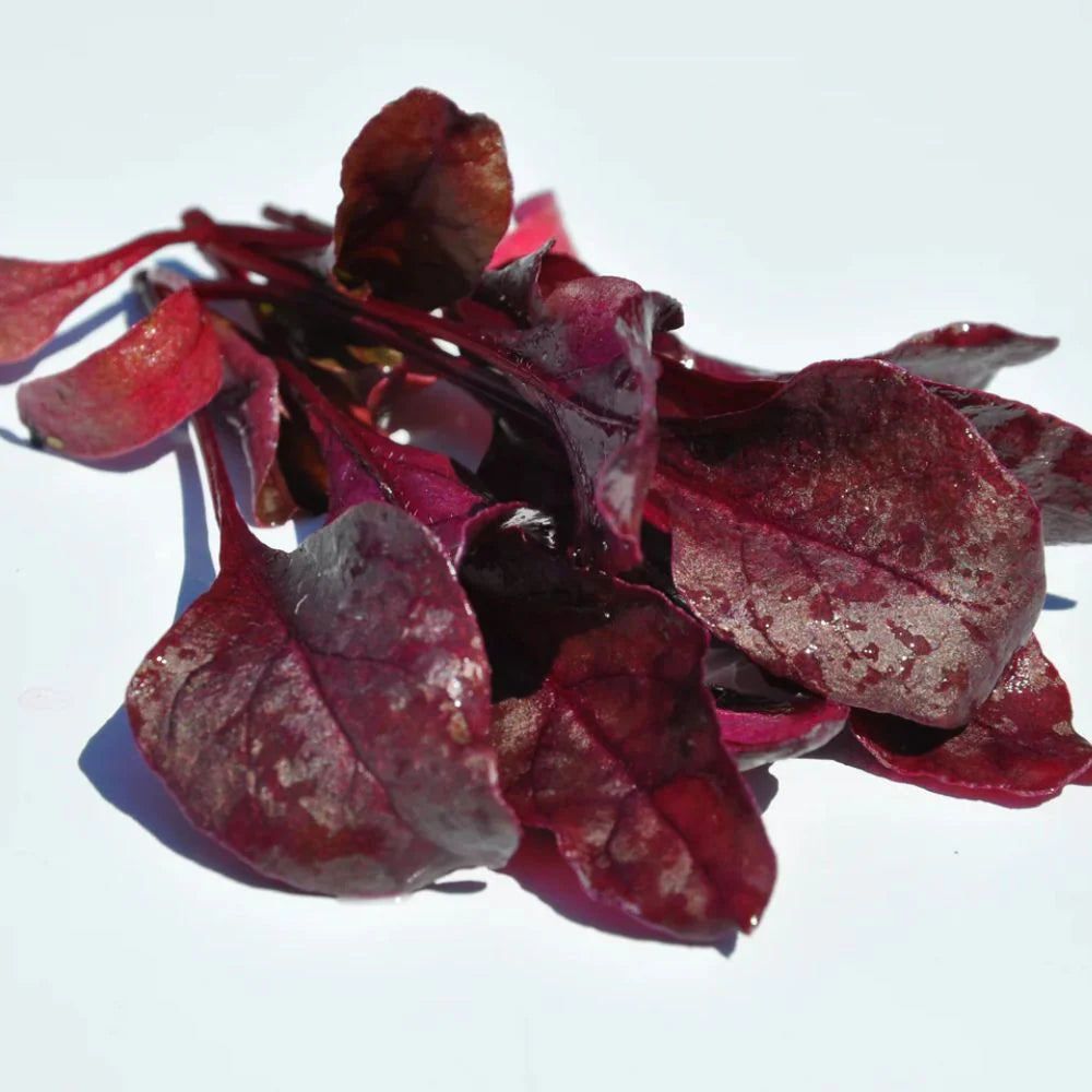 XS187 BULL'S BLOOD CHARD SEED | Smarties.bio