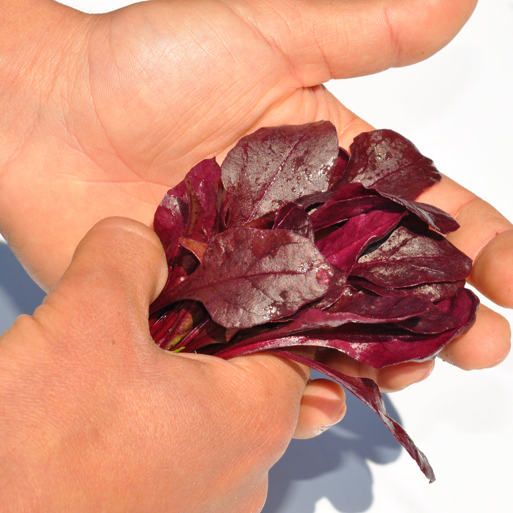 XS188 BULL'S BLOOD CHARD SEED
